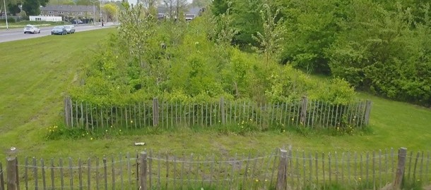 221105 TinyForest.jpg