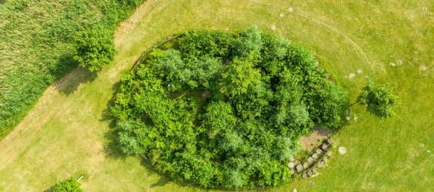 221111 Tiny Forest.jpg