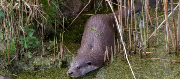 220531 Otter.png